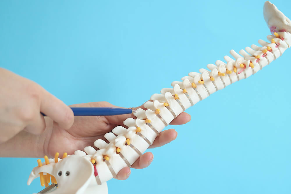 Minimally Invasive Spine Surgery Soft Tissues Minimally Invasive Back Surgery Spinal Nerves Minimally Invasive Spinal Surgery Spinal Fusion